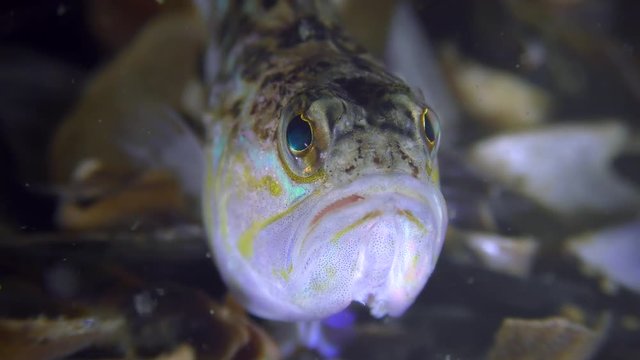 Dangerous fish Greater weever (Trachinus draco), portrait, front view.
