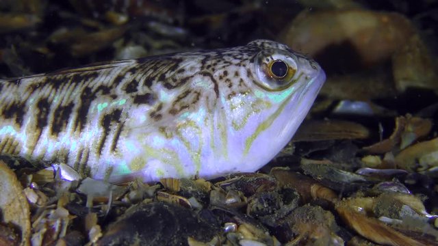 Greater weever (Trachinus draco) opens and closes the mouth, then floats away, close-up.
