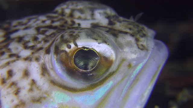 The eye of the fish Greater weever (Trachinus draco), supermacro.

