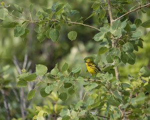 Prairy Warbler