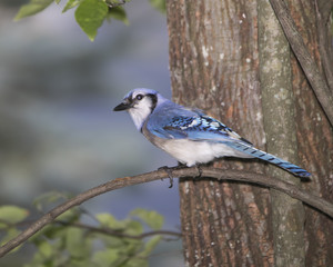 Bluejay