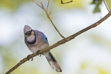 Blue Jay