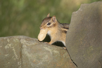 Chipmunk peanut theif