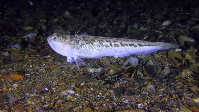 Toxic fish Greater weever (Trachinus draco) lies on the shelly ground, medium shot.
