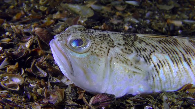 Half buried in the shell bottom fish Greater weever (Trachinus draco), close-up.
