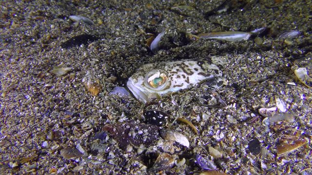 Buried in sandy bottom sea fish Greater weever (Trachinus draco), close-up.
