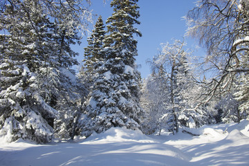 Mountain range Zuratkul, winter landscape. Snowdrifts near forest