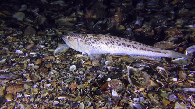 Toxic fish Greater weever (Trachinus draco) lies on the shell ground, then leaves the frame, medium shot.
