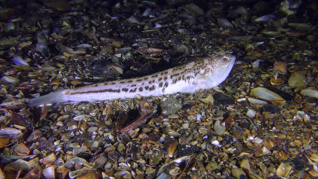 Half-buried in the shell bottom dangerous fish Greater weever (Trachinus draco), medium shot.

