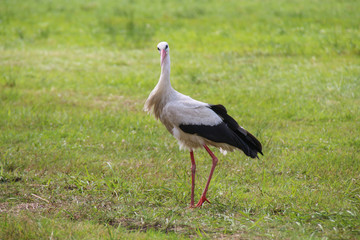 White Stork is Walking on the grass in rural area in germany
