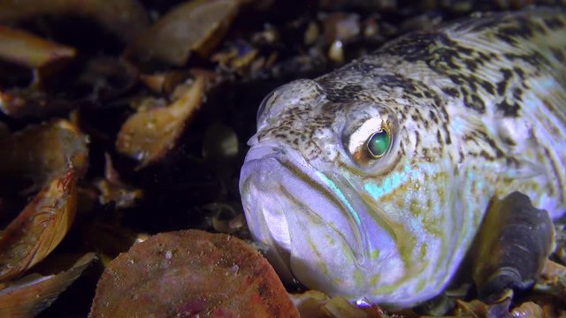 Half-buried bottom fish Greater weever (Trachinus draco), portrait.
