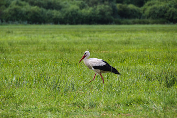 Obraz na płótnie Canvas White Stork is Walking on the grass in rural area in germany