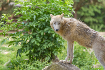 Naklejka premium Sad skinny white wolf shedding staring and with its from paws on a rock