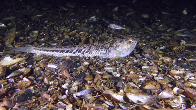 Next to the expecting prey fish Greater weever (Trachinus draco) floats a small fish Red mullet.
