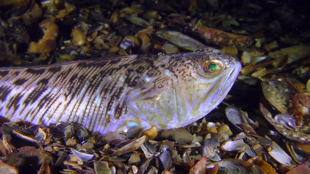 Half-buried in the shell bottom the poisonous fish Greater weever (Trachinus draco), close-up.
