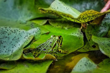 Einheimischer Teichfrosch zwischen Seerosenblättern
