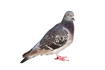 Taube freigestellt vor weissem Hintergrund - Columba livia domestica