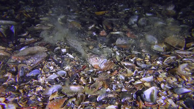Poisonous fish Greater weever (Trachinus draco) burrows into the shelly ground.
