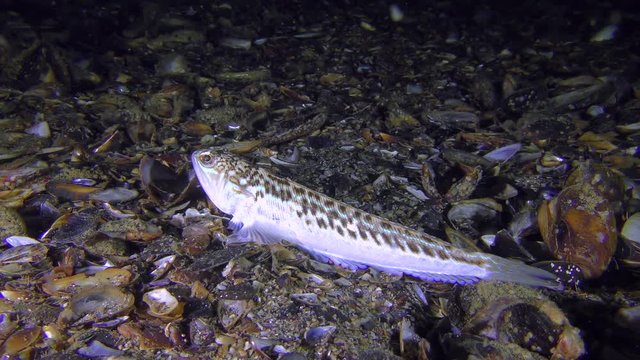 Bottom fish Greater weever (Trachinus draco) buries into shell rock.
