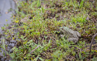 frog
