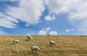 Naklejka na ściany i meble Several Sheep on Dike on Texel