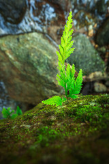 The little green plant grow on rock.They are in rainforest.