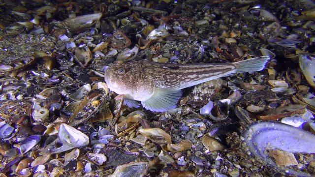 Poisonous fish Atlantic stargazer (Uranoscopus scaber) lies on the shell bottom, medium shot.
