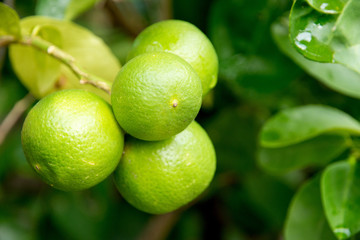 limes