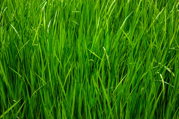Green grass. Natural green background. Horizontal.