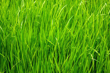 Green grass. Natural green background. Horizontal.