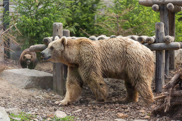 Male brown grizzly bear walking in front of a wooden deck shade, trees and a wolverine