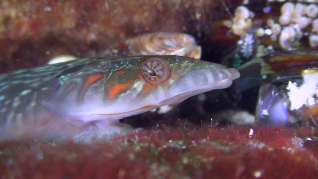 Nice sea fish Connemarra clingfish (Lepadogaster candolii), portrait.
