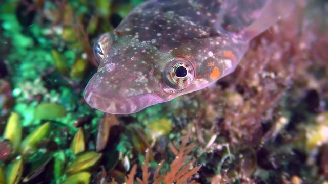 Sea fish Connemarra clingfish (Lepadogaster candolii) rotates through the eyes exploring the neighborhood, portrait.
