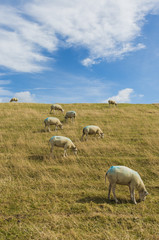 Sheep on Dike Texel