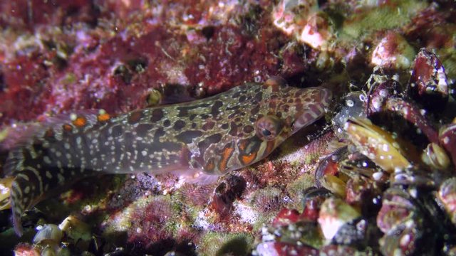 Charming fish Connemarra clingfish (Lepadogaster candolii) lies on the bottom, medium shot.
