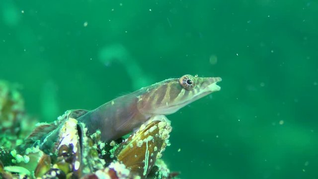 Charming fish Connemarra clingfish (Lepadogaster candolii) against the background of a greenish water column, wide shot.
