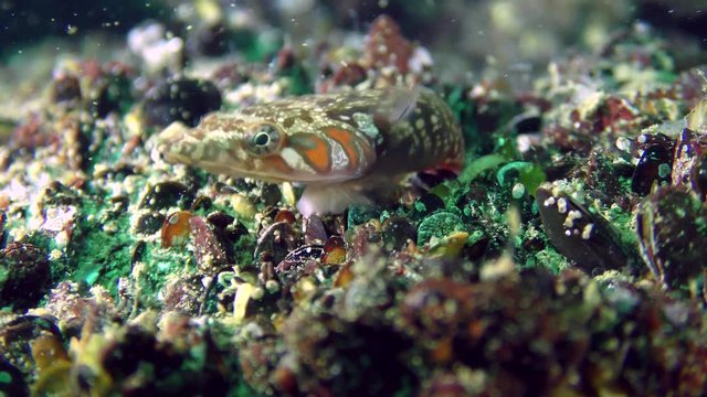 Marine fish Connemara clingfish (Lepadogaster candolii) rotates the eyes examining vicinity, medium shot.
