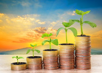 Fototapeta na wymiar Growing plant on coin money for finance and banking concept, Financial and business concept, business investment.