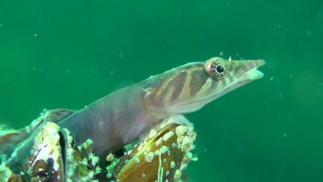 Charming Connemarra clingfish (Lepadogaster candolii) against a background of a greenish water column, medium shot.
