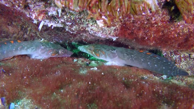 Two male sea fish Connemarra clingfish (Lepadogaster candolii) enter into a territorial skirmish.
