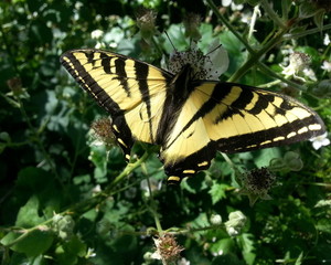 Beautiful Tiger Swallowtail Butterfly