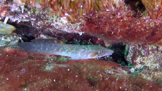 A pair of fish (male and female) Connemarra clingfish (Lepadogaster candolii) among the stones on their bottom section.
