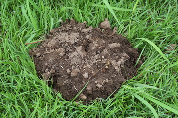 モグラ塚、モグラのトンネル堀りで排出された土盛り