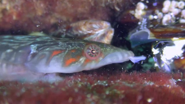Male sea fish Connemarra clingfish (Lepadogaster candolii) eats something, portrait.
