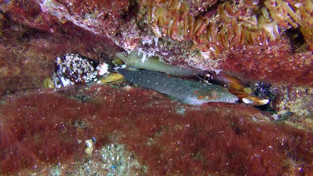 A pair of fish (male and female) Connemarra clingfish (Lepadogaster candolii) among the stones on their bottom section.
