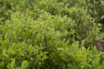 Blueberry in forest
