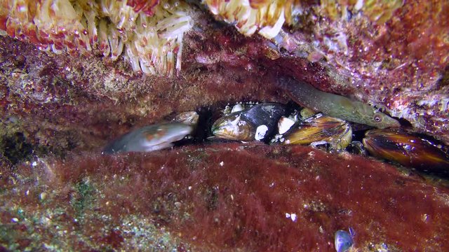 A pair of fish (male and female) Connemarra clingfish (Lepadogaster candolii) among the stones on their bottom section.
