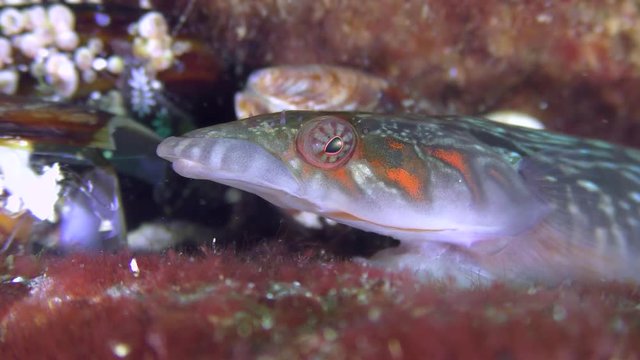 Portrait of one of the most charming sea fish Connemara clingfish (Lepadogaster candolii).
