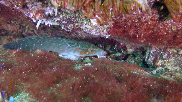 Male of sea fish Connemarra clingfish (Lepadogaster candolii) slowly passes through the frame.
