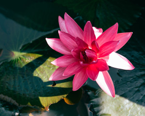 Lotus flower, Lotus flower in Lake